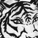 Tiger_Thumb